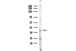 Western blot analysis of lysates from Mouse testis, using OR51P Antibody at 1/1000 dilution. (OR51A1P antibody)