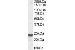 Western Blotting (WB) image for anti-High Mobility Group Box 3 (HMGB3) (AA 165-179) antibody (ABIN490535) (HMGB3 antibody  (AA 165-179))