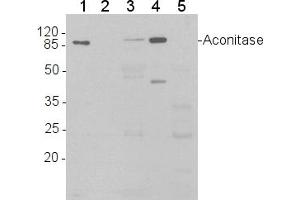 Image no. 1 for anti-Aconitase 1 (ACO1) (C-Term), (N-Term) antibody (ABIN488534) (Aconitase 1 antibody  (C-Term, N-Term))