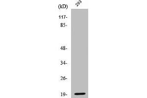 Western Blot analysis of 293 cells using Cleaved-Bad (D71) Polyclonal Antibody (BAD antibody  (Cleaved-Asp71))
