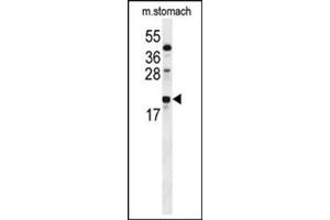 Western blot analysis in mouse stomach tissue lysates (35 ug/lane) using S100Z Antibody (Center) Cat.