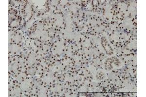 Image no. 1 for anti-Transcription Elongation Factor A (SII), 3 (TCEA3) (AA 1-349) antibody (ABIN598961) (TCEA3 antibody  (AA 1-349))
