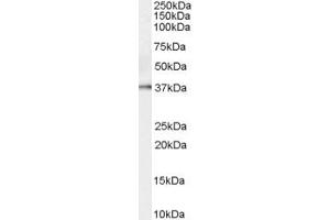ABIN190841 (0. (Kallikrein 5 antibody  (Internal Region))