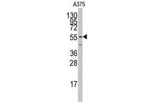 Western blot analysis of anti-PTRF Antibody (N-term) Pab (ABIN391622 and ABIN2841541) in  cell line lysates (35 μg/lane). (PTRF antibody  (C-Term))
