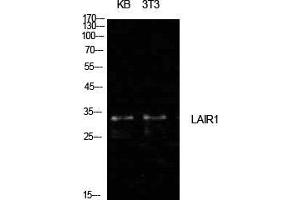 Western Blot (WB) analysis of KB, NIH-3T3 cells using CD305 Polyclonal Antibody. (LAIR1 antibody  (Internal Region))