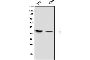 Western blot analysis of APOBEC3G using anti-APOBEC3G antibody (ABIN6719444).