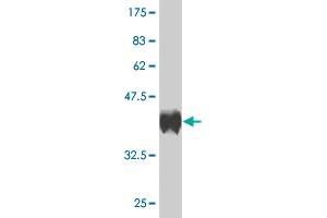 Western Blot detection against Immunogen (36. (BARX1 antibody  (AA 1-100))