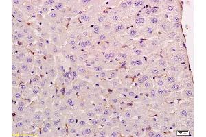 Formalin-fixed and paraffin embedded rat liver labeled with Anti UNC93B Polyclonal Antibody, Unconjugated (ABIN1386855) at 1:200 followed by conjugation to the secondary antibody and DAB staining (UNC93B1 antibody  (AA 451-550))