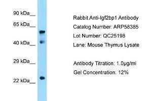 Western Blotting (WB) image for anti-Insulin-Like Growth Factor 2 mRNA Binding Protein 1 (IGF2BP1) (N-Term) antibody (ABIN970937) (IGF2BP1 antibody  (N-Term))