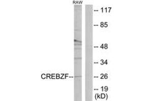Western blot analysis of extracts from RAW264. (CREBZF antibody  (AA 221-270))
