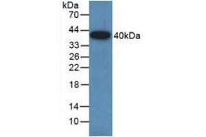 Western blot analysis of recombinant Rat GAP43. (GAP43 antibody  (AA 8-226))