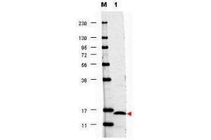 Western blot using  anti-Human IL17-F antibody shows detection of a band ~15 kDa in size corresponding to recombinant human IL17-F (lane 1). (IL17F antibody)