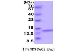SDS-PAGE (SDS) image for ATPase, H+ Transporting, Lysosomal 14kDa, V1 Subunit F (ATP6V1F) (AA 1-119) protein (His tag) (ABIN5854054)