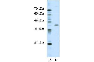 Western Blot showing DOK2 antibody used at a concentration of 1-2 ug/ml to detect its target protein.