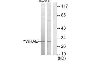 Western blot analysis of extracts from HepG2 cells and Jurkat cells, using 14-3-3 ε antibody. (YWHAE antibody  (C-Term))