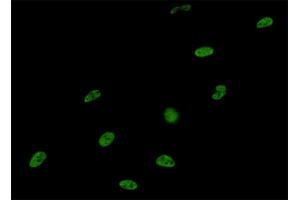 Immunofluorescence of monoclonal antibody to SNRPA on HeLa cell. (SNRPA1 antibody  (AA 1-282))
