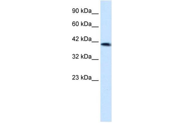 ZNF670 antibody  (N-Term)