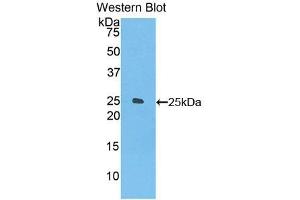 Detection of Recombinant FOLR4, Mouse using Polyclonal Antibody to Folate Receptor 4 (FOLR4) (Folate Receptor 4 antibody  (AA 56-234))