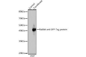 Western blot analysis of extracts of normal 293T cells and 293T transfected with GFP-tagged fusion protein,using GFP antibody (ABIN3020570, ABIN3020571, ABIN3020572 and ABIN1512944) at 1:1000 dilution. (GFP antibody  (AA 1-238))