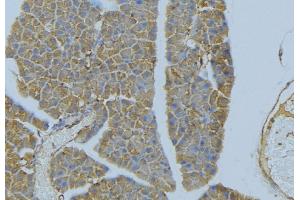 ABIN6277305 at 1/100 staining Human pancreas tissue by IHC-P. (Neuregulin 4 antibody  (C-Term))