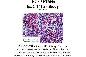 Image no. 3 for anti-Spectrin Beta, Non-Erythrocytic 4 (SPTBN4) (AA 2-14) antibody (ABIN1739626) (SPTBN4 antibody  (AA 2-14))