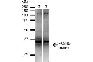 Western blot analysis of Human HeLa and HEK293T cell lysates showing detection of ~30 kDa BNIP3 protein using Rabbit Anti-BNIP3 Polyclonal Antibody (ABIN2869038).