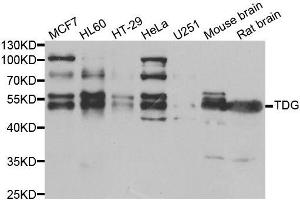Western blot analysis of extracts of various cell lines, using TDG antibody. (TDG antibody)