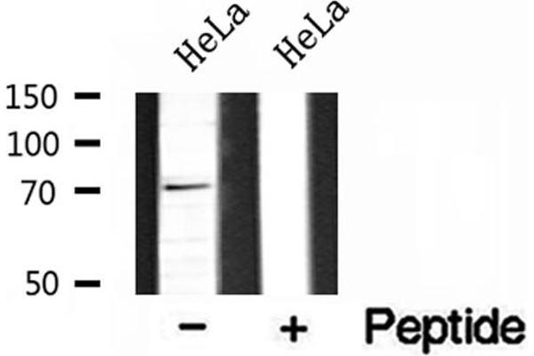 BRD7 antibody  (Internal Region)