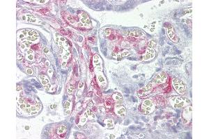 Anti-LGALS1 / Galectin 1 antibody IHC of human placenta. (LGALS1/Galectin 1 antibody  (AA 72-121))
