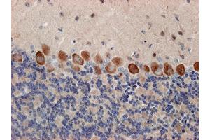 anti-Syntaxin 12/13 (AA 1-250) antibody