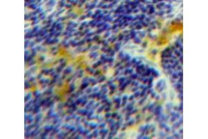 Used in DAB staining on fromalin fixed paraffin-embedded Spleen tissue (NUCB2 antibody  (AA 108-246))