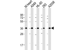 All lanes : Anti-WBP2 Antibody (C-term) at 1:2000 dilution Lane 1: mouse heart lysate Lane 2: A549 whole cell lysate Lane 3: HL-60 whole cell lysate Lane 4: 293 whole cell lysate Lane 5:  whole cell lysate Lysates/proteins at 20 μg per lane. (WBP2 antibody  (C-Term))