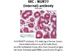 Image no. 1 for anti-Nuclear Receptor Subfamily 4, Group A, Member 1 (NR4A1) (Internal Region) antibody (ABIN1737604) (NR4A1 antibody  (Internal Region))