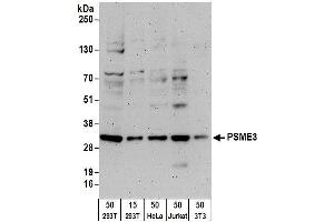 Western Blotting (WB) image for anti-PSME3 (PSME3) (AA 204-254) antibody (ABIN7454979) (PSME3 antibody  (AA 204-254))
