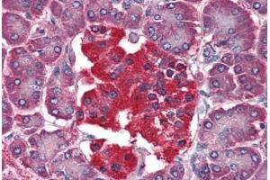 Human Pancreas (formalin-fixed, paraffin-embedded) stained with YWHAQ antibody ABIN364361 at 10 ug/ml followed by biotinylated anti-mouse IgG secondary antibody ABIN481714, alkaline phosphatase-streptavidin and chromogen. (14-3-3 theta antibody  (AA 1-245))