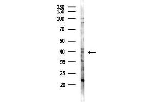 anti-Hepatic Leukemia Factor (HLF) antibody