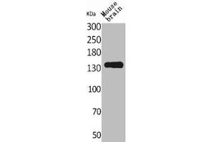 Western Blot analysis of mouse brain cells using Contactin 1 Polyclonal Antibody (Contactin 1 antibody  (N-Term))