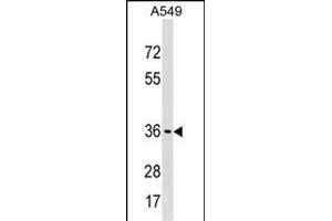 ART5 Antibody (Center) (ABIN1537873 and ABIN2850290) western blot analysis in A549 cell line lysates (35 μg/lane). (ART5 antibody  (AA 148-177))