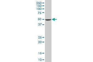 COPS2 monoclonal antibody (M02), clone 4B12. (COPS2 antibody  (AA 344-443))