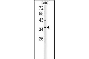 Western blot analysis of FOXL1 Antibody (Center) (ABIN653159 and ABIN2842727) in CHO cell line lysates (35 μg/lane). (FOXL1 antibody  (AA 94-119))
