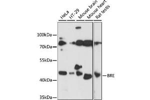 Western blot analysis of extracts of various cell lines, using BRE antibody. (BRE antibody)
