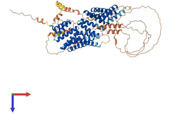 GPSM2 Protein (AA 1-679) (His tag)