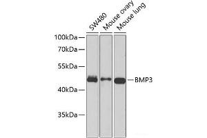 Western blot analysis of extracts of various cell lines using BMP3 Polyclonal Antibody at dilution of 1:1000. (BMP3 antibody)