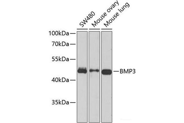BMP3 抗体