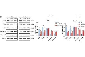 SKA3 inhibited the interaction between CDK2 and p53.