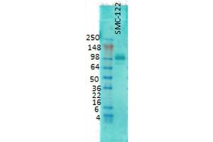 Western Blot analysis of Rat brain membrane lysate showing detection of PSD95 protein using Mouse Anti-PSD95 Monoclonal Antibody, Clone 6G6 . (DLG4 antibody  (Atto 390))