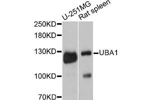 Western blot analysis of extracts of various cell lines, using UBA1 antibody. (UBA1 antibody)