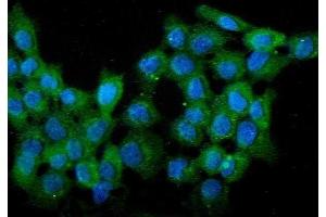 IF analysis of WWOX using anti-WWOX antibody (ABIN6719627). (WWOX antibody  (AA 1-245))