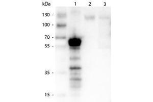 Image no. 1 for anti-Kinesin Family Member 5B (KIF5B) antibody (ABIN1102749) (KIF5B antibody)