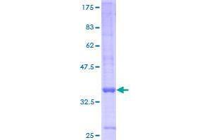 GPR157 Protein (AA 30-155) (GST tag)